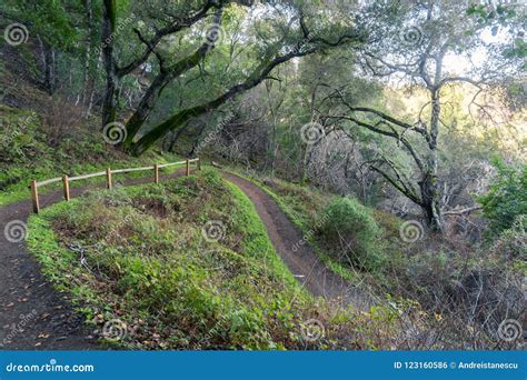 Hiking Trail through the Woods of Rancho San Antonio County Park Stock Photo - Image of park ...