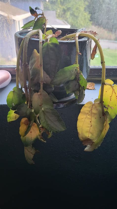 dying plant requires diagnosis (info in comments) : r/plantclinic