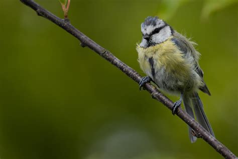 Blue Tit Bird Animal - Free photo on Pixabay - Pixabay