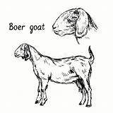 Boer Goat Coloring Pages sketch template