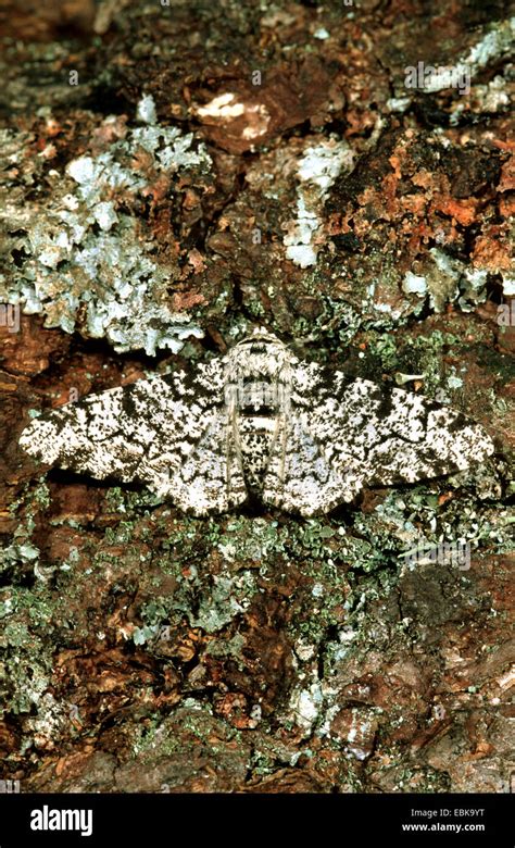 Biston betularia (Biston betularia), imago on bark, Germany Stock Photo ...