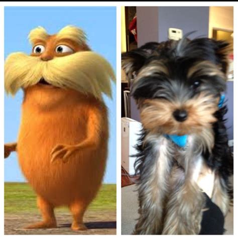 Charlie is the real life Lorax | Cute dogs, Cute, The lorax