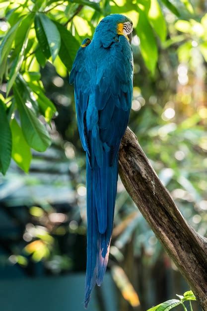 Premium Photo | Beautiful macaw parrots clsoe up