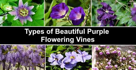 19 Purple Flowering Vines: Climbing Vines With Their Picture and Name