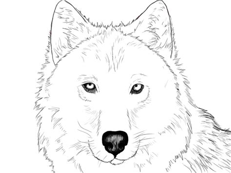 How To Draw A Wolf Step By Step - Draw Central