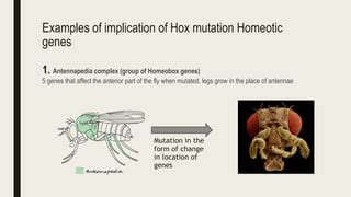 HOMEOTIC GENES.pptx