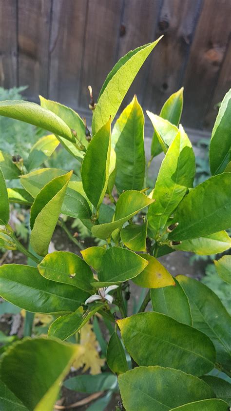 Meyer lemon tree all leaves turning yellow on tips. What can that mean? : r/Citrus