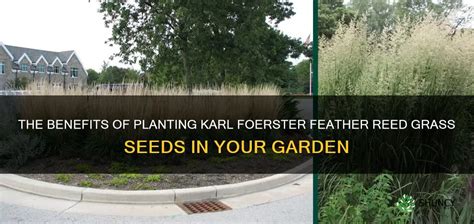 The Benefits Of Planting Karl Foerster Feather Reed Grass Seeds In Your Garden | ShunCy