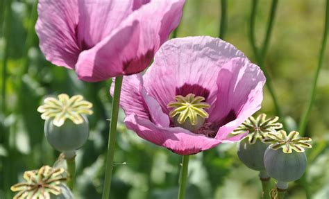 Medicinal Use of Opium Poppy - Papaver Somniferum (Papaveraceae ...