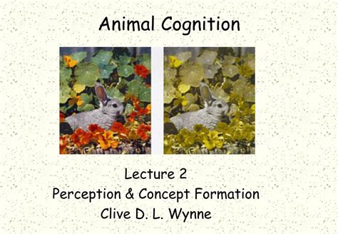 PPT - Animal Cognition PowerPoint Presentation, free download - ID:6415199