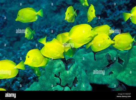 Yellow tang, Zebrasoma flavescens, Hawaii, Pacific Ocean Stock Photo - Alamy