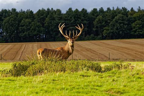 40+ Hangul Deer Stock Photos, Pictures & Royalty-Free Images - iStock