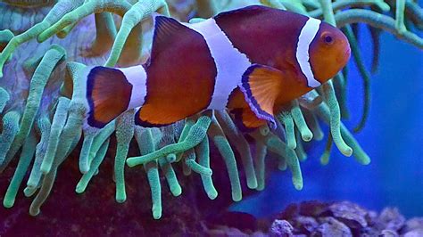 How to Maintain a Saltwater Aquarium | Aqua Culture Reef