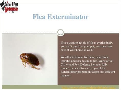 PPT - #Flea Exterminator PowerPoint Presentation, free download - ID ...