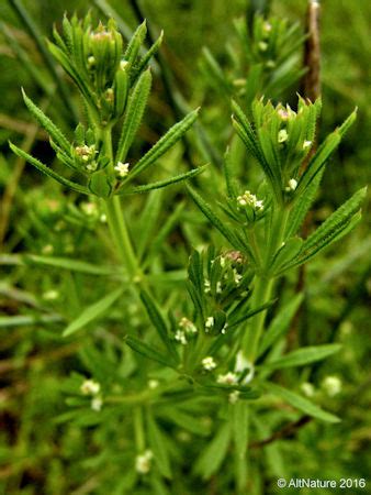 Cleavers Plant Herbal Uses - Alternative Nature Online Herbal