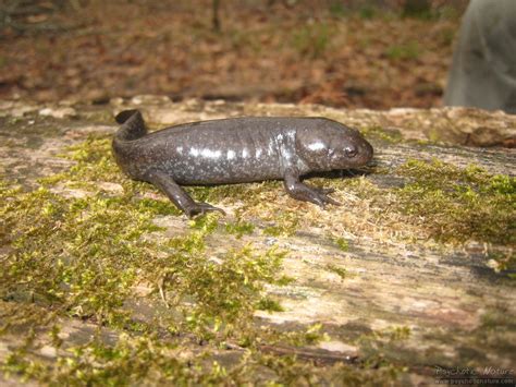 Mole Salamander (Ambystoma talpoideum) - Psychotic Nature