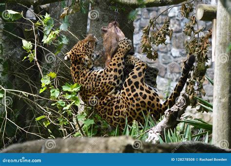 Jaguar Hunting for His Lunch. Stock Photo - Image of jaguar, nature: 128278508