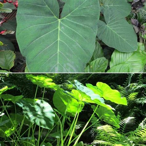 Big Leaf Plants List - A Complete Information | Gardening Tips