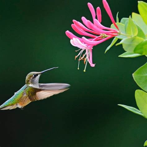 Top 10 Colorful Flowers Hummingbirds Love I Taste of Home