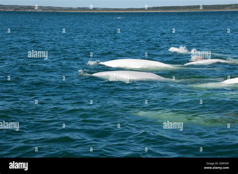 Canada, Manitoba, Churchill. Churchill River Estuary, wild beluga ...