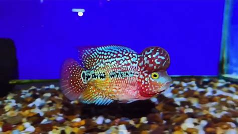 AAA Grade Big Kok Kamfa Flowerhorn 3 inch Direct from Thailand ...