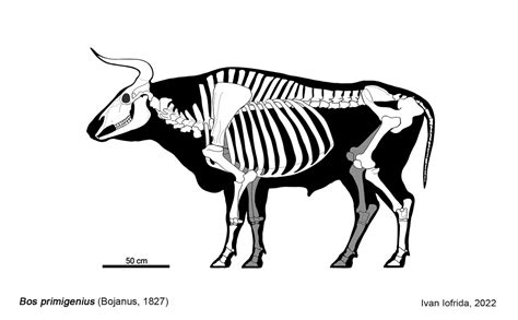 Aurochs Skeletal by Iofryy on DeviantArt