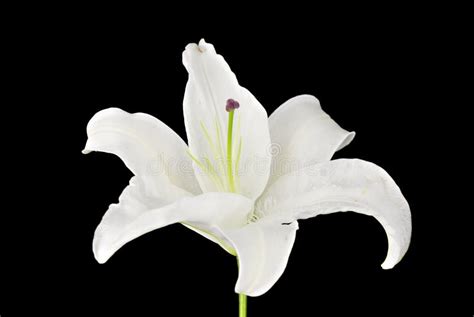 White Lily On Black Background Stock Photo - Image of background, close: 3871248