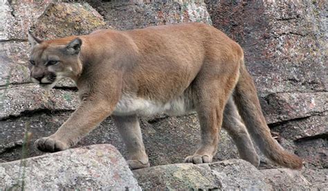 Mountain Lion Shot by Landowner in Texas County, MO | OutdoorHub