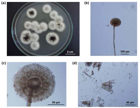 Aspergillus Niger Morphology