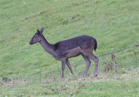 The Narth Wildlife: Black Fallow Deer again