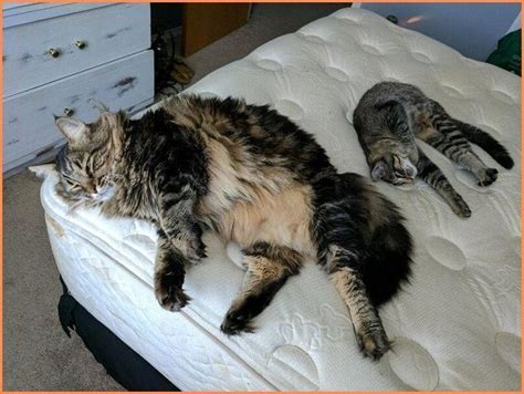 27+ Maine Coon Size Comparison To Normal Cat - Furry Kittens