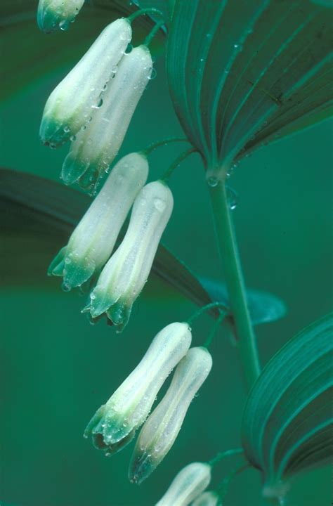 Polygonatum biflorum (King Solomon's-seal): Go Botany