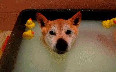 The 25 Most Adorable GIFs Of Animals Taking Baths