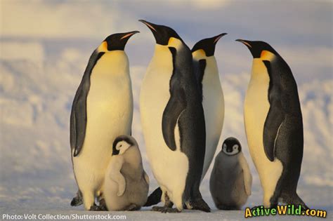 Emperor Penguin Facts For Kids, Students & Adults - Active Wild