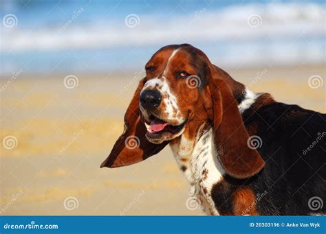 Funny Basset Hound Dog Portrait Stock Photo - Image of canine, dogs: 20303196