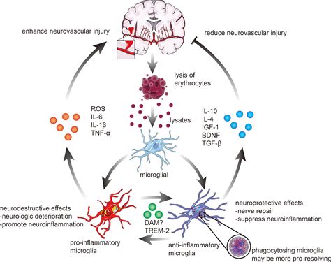 Frontiers | Microglia: A Double-Edged Sword in Intracerebral Hemorrhage ...