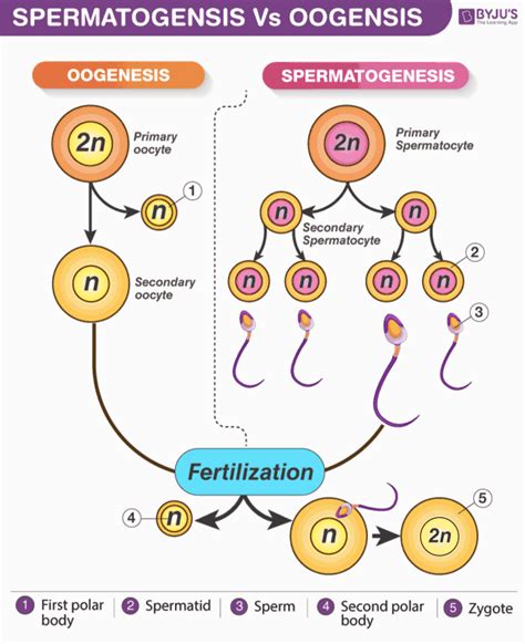 433c Gametogenesis Spermatogenesis And Oogenesis Biology Libretexts ...