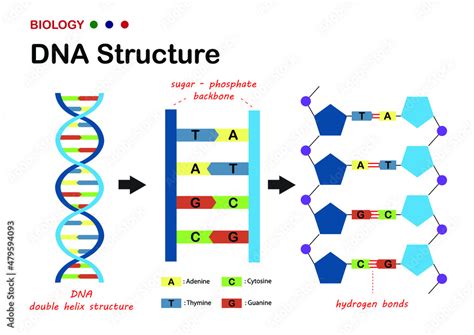 Biological diagram show structure of DNA (deoxyribonucleic acid), the ...