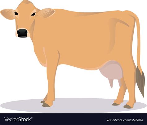 Jersey cattle Royalty Free Vector Image - VectorStock