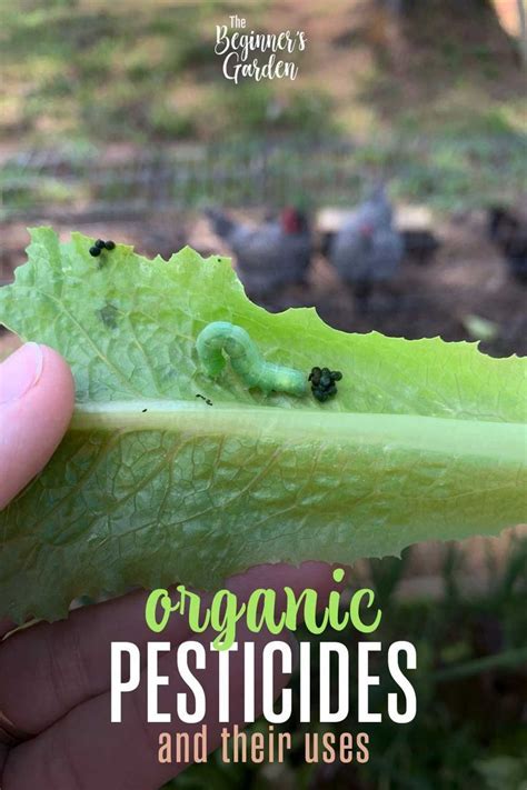 7 Organic Pesticides and their Uses - The Beginner's Garden in 2021 | Gardening for beginners ...