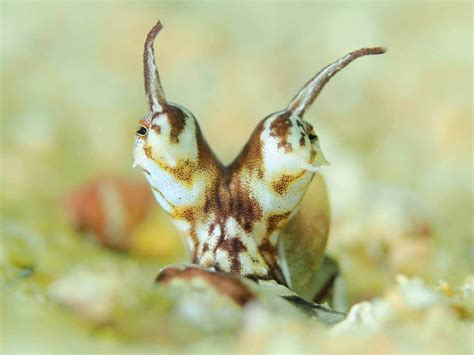 7 Fun Facts About The Majestic Mimic Octopus! - OctoNation - The ...