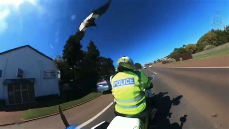 Australia: Magpie attacks police officer during breeding season | World News | Sky News