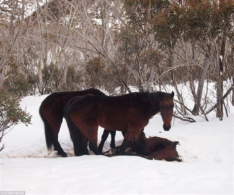 Pictures show CANNIBAL HORSES in the Australian Alps as they overwhelm ...