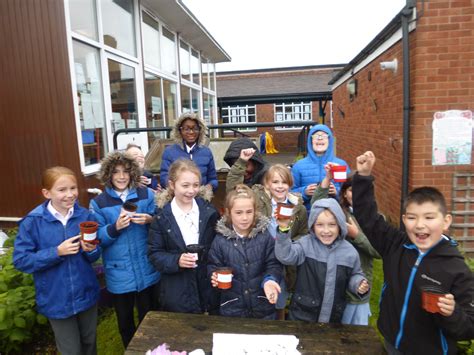 Sunflower growing competition – Hollyfield Primary School