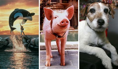 What Happened To These Famous Movie Animals?