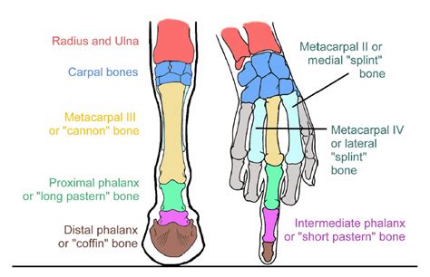 to-breed-or-not-to-breed: From Dr. Deb Bennett’s Principles of Equine Orthopedics Part 1 Vet ...