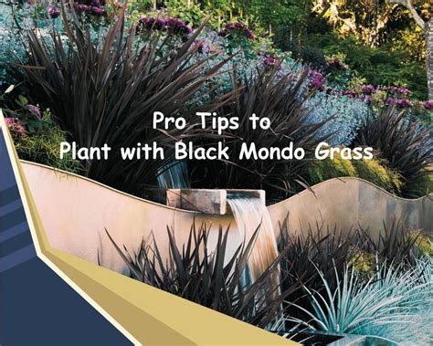 What to Plant With Black Mondo Grass? + Pro Tips to Add Them - InHousePlant - Your Ultimate ...