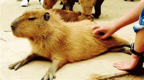 Capybara Relax GIF - Capybara Relax - Descubrir y compartir GIFs