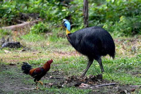 Cassowary attack in Florida: Big, flightless bird kills owner.