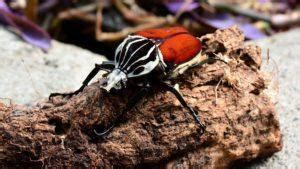 Goliath Beetle – Identification, Life Cycle, Facts & Pictures